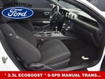 2019 Mustang Thumbnail 12